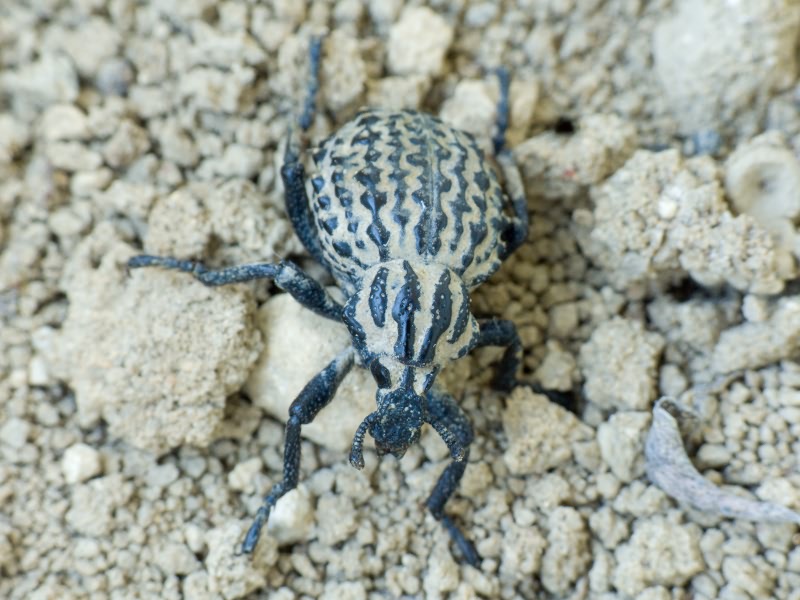 Brachycerus sinuatus Olivier, 1807